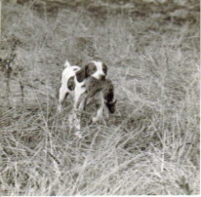 A Brittany carrying a rabbit in the bush